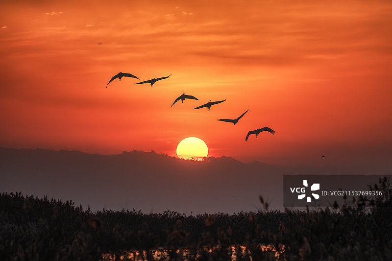 鸟类乐园、万鸟云集、丹顶鹤----江苏盐城丹顶鹤湿地公园（丹顶鹤湿地旅游区）风光图片素材