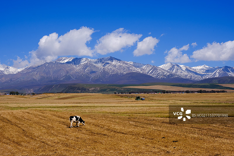 祁连山草原图片素材