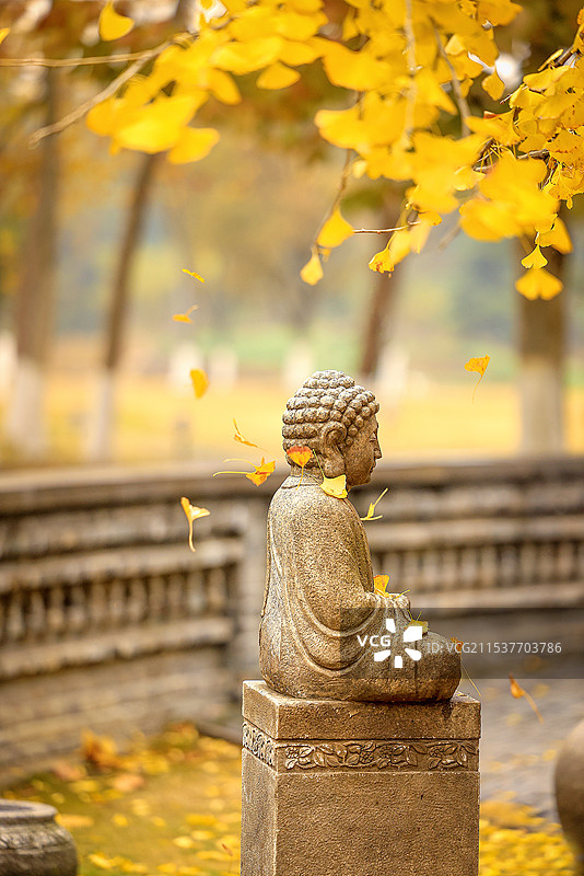 古济恵寺千年古银杏树2图片素材