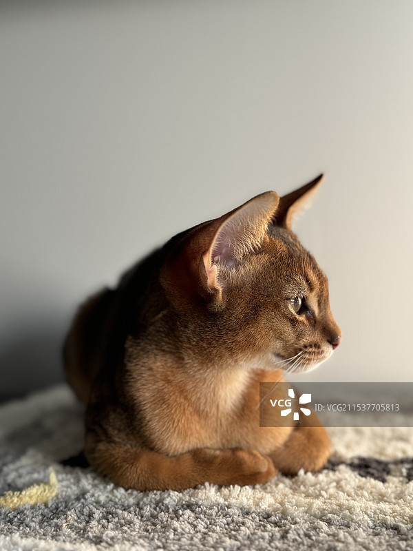 阿比西尼亚图片素材