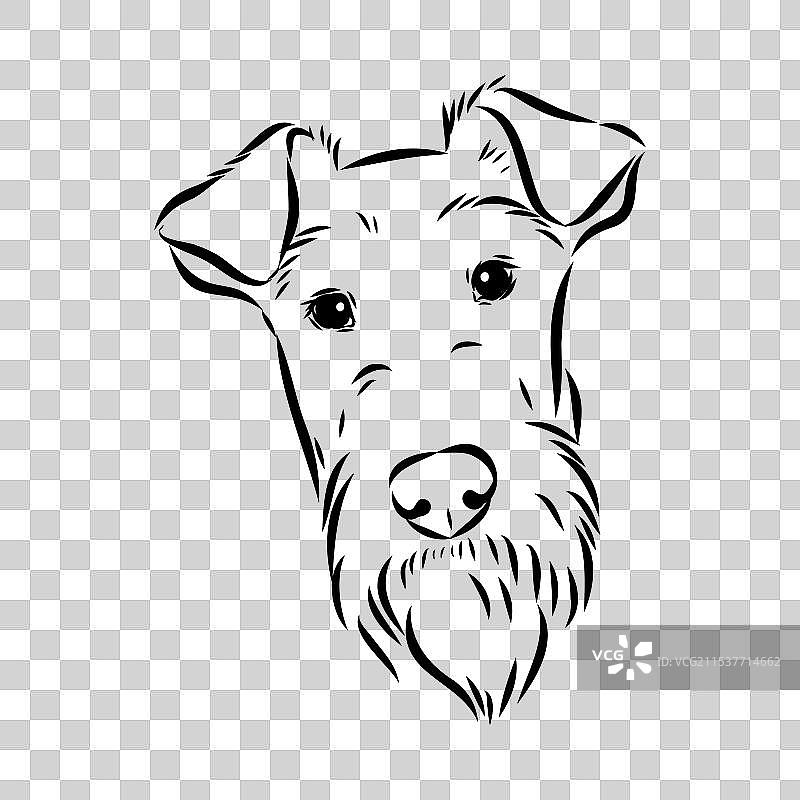 爱尔兰梗犬的剪影素描图片素材