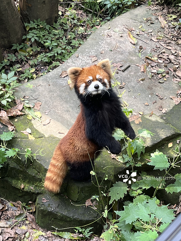 杭州动物园小熊猫图片素材