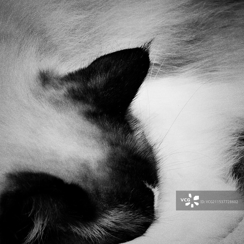 黑白色的猫太极黑白水墨风图片素材