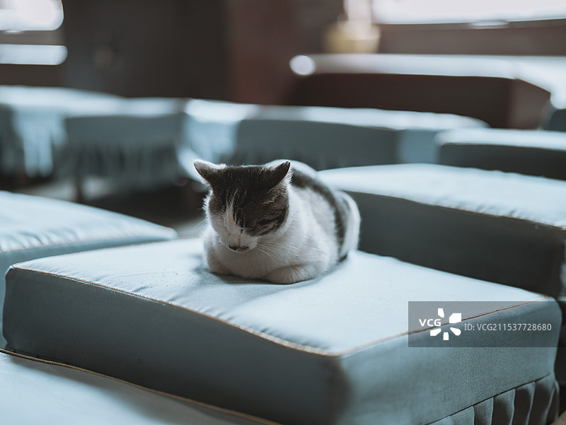 西园寺 猫猫祈福图片素材