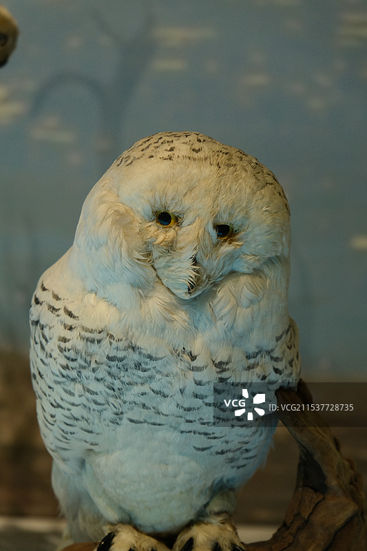猫头鹰标本图片素材