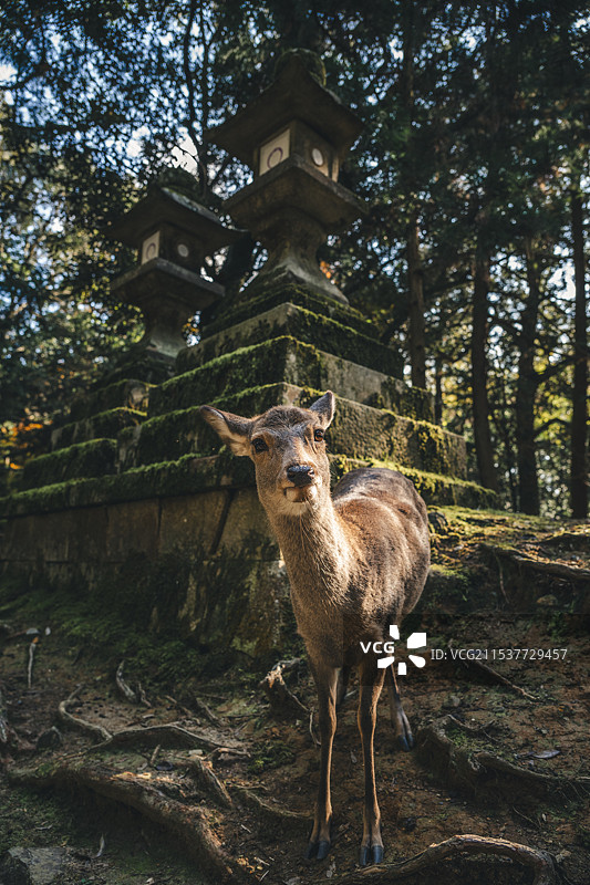 奈良小鹿图片素材