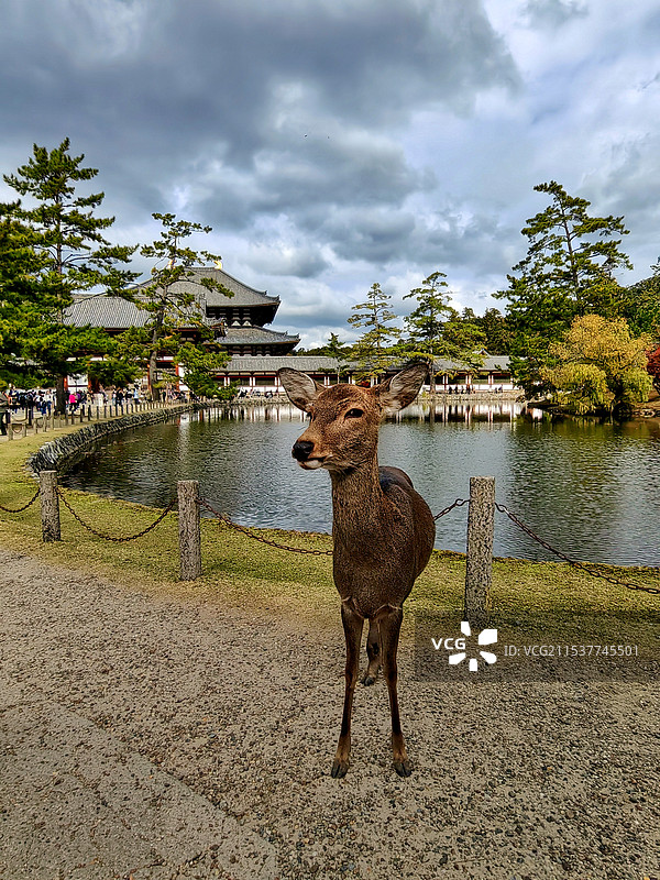 日本奈良小鹿图片素材
