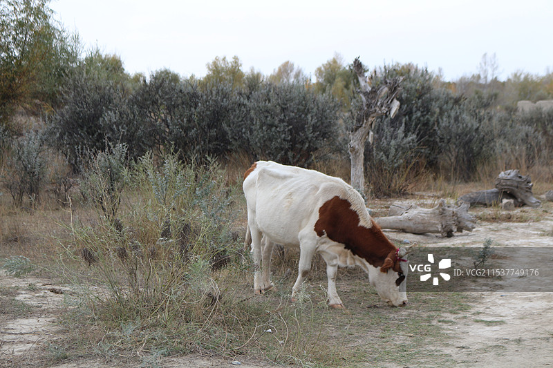 草原石人图片素材