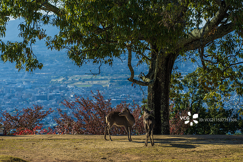 风景～日本奈良若草山图片素材