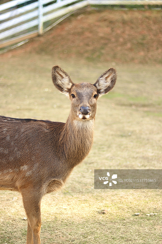 一只鹿的头部特写图片素材