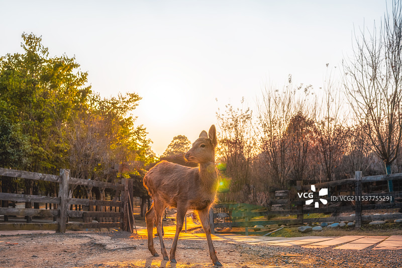 梅花鹿图片素材