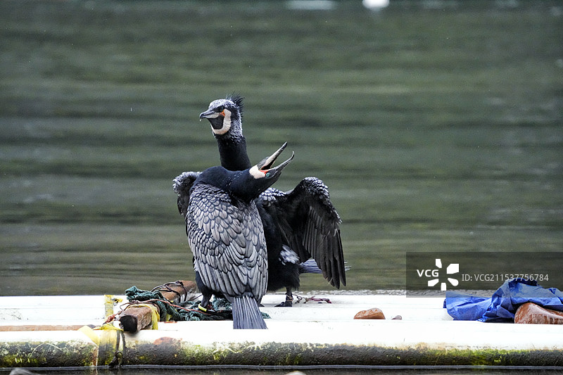 鸬鹚的情趣. 阳朔图片素材