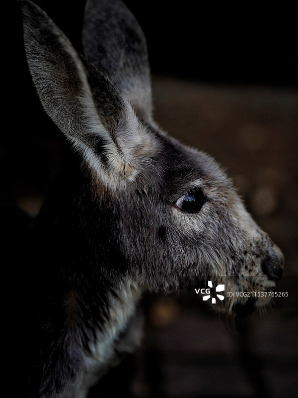 袋鼠图片素材