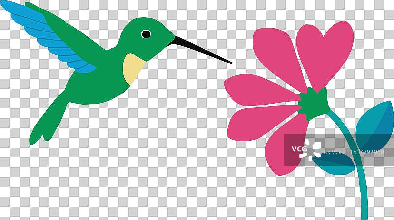 可爱的绿蓝色蜂鸟在花朵附近盘旋图片素材