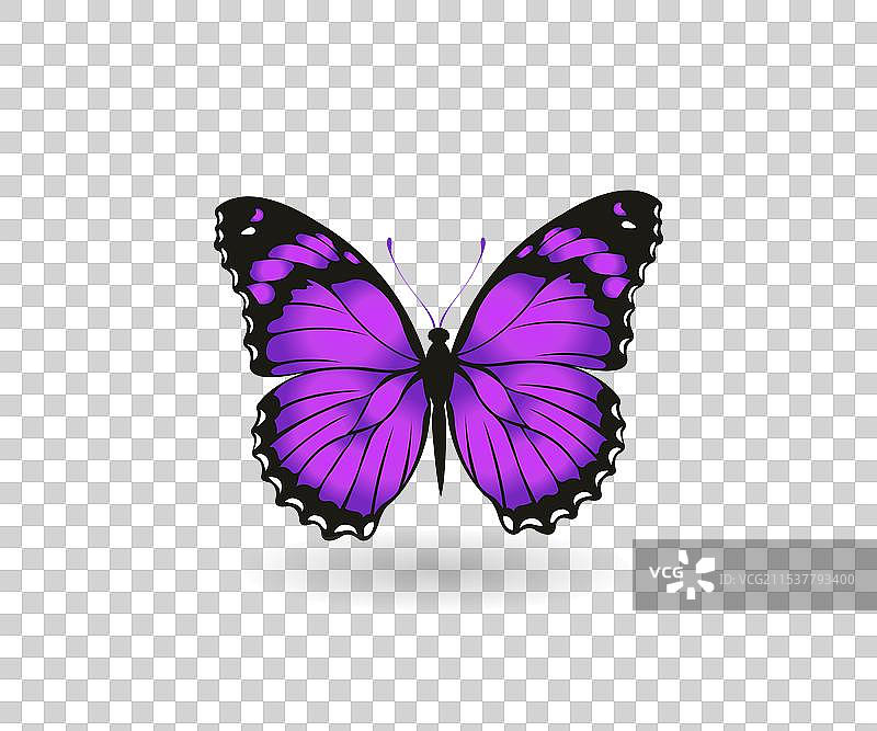 蝴蝶标志设计模板图片素材