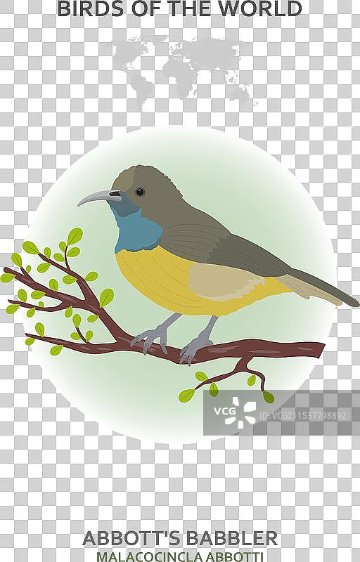 阿博特鸣禽图片素材