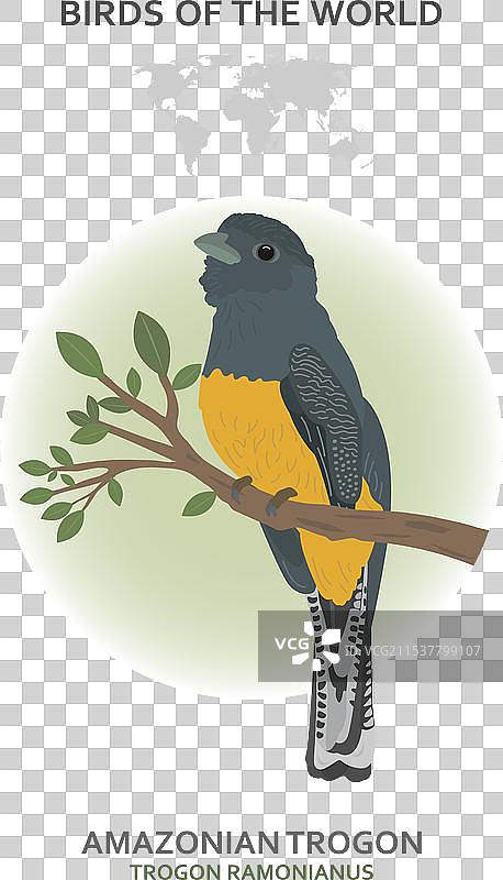 亚马逊翠鸟图片素材