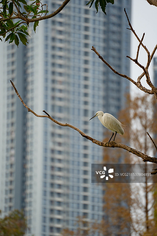 飞到树枝上大白鹭图片素材
