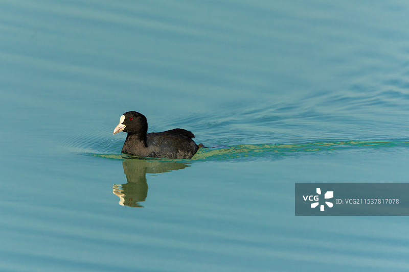 白骨顶鸡图片素材