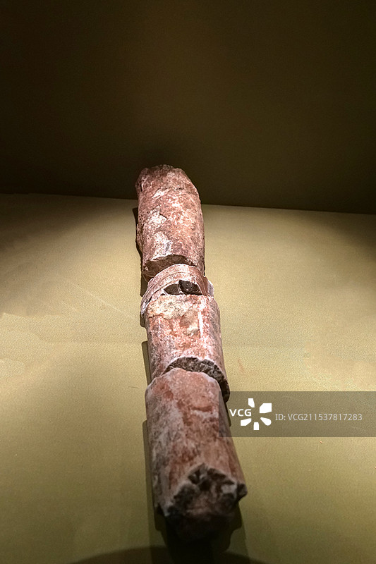 棘鼻青岛龙腿骨 晚白垩世 山东莱阳出土 山东博物馆“山东龙-穿越白垩纪”展图片素材