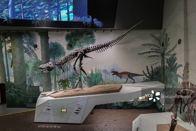 巨型诸城暴龙 晚白垩世（距今约7500万年） 山东莱阳出土 山东博物馆“山东龙-穿越白垩纪”展图片素材