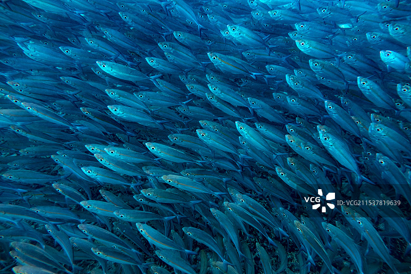瓦努阿图海德薇岛的水下鱼群图片素材