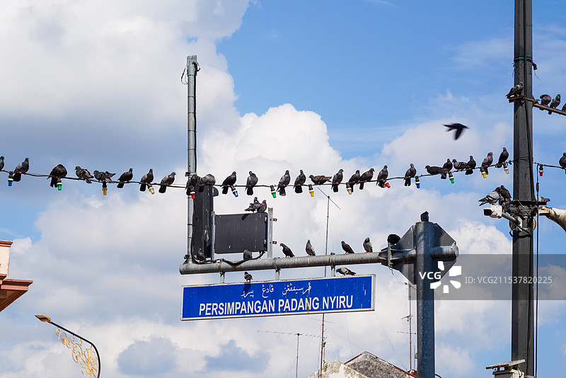 马来西亚马六甲，电线上站满了乌鸦图片素材