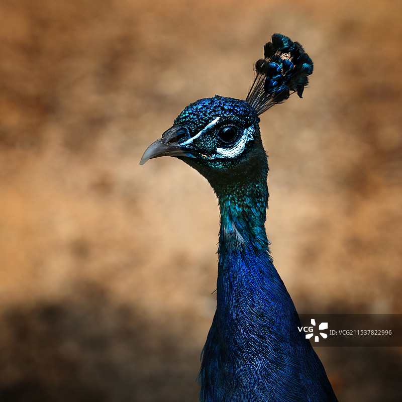 蓝孔雀图片素材