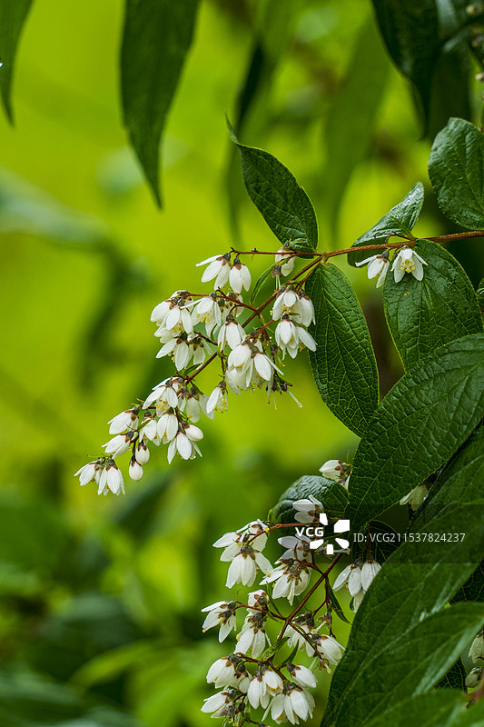白色开花植物特写图片素材