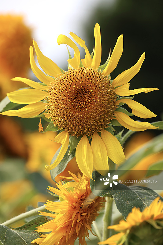 向日葵图片素材