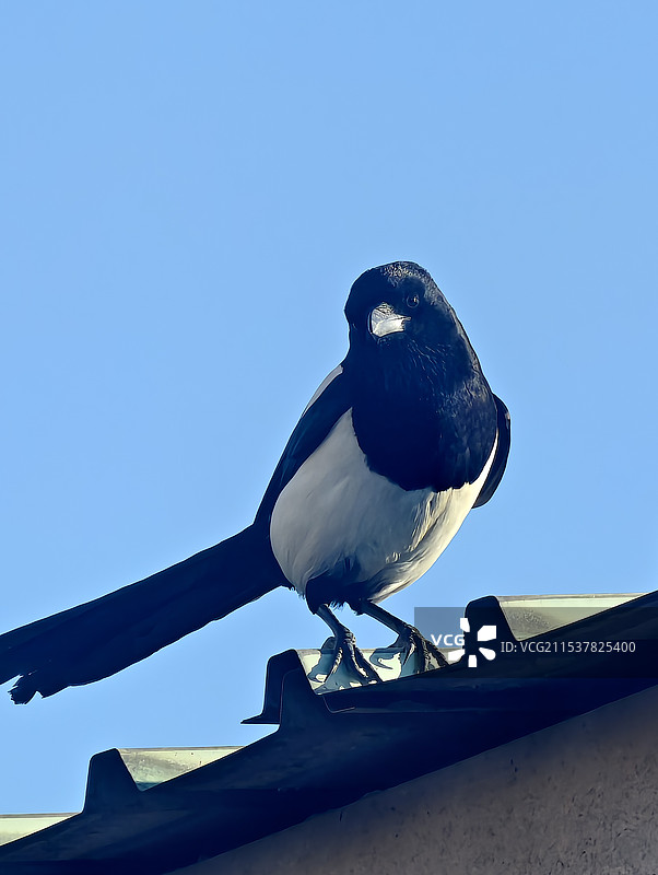 喜鹊报喜鸟图片素材