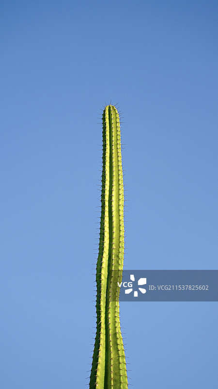 仙人掌图片素材