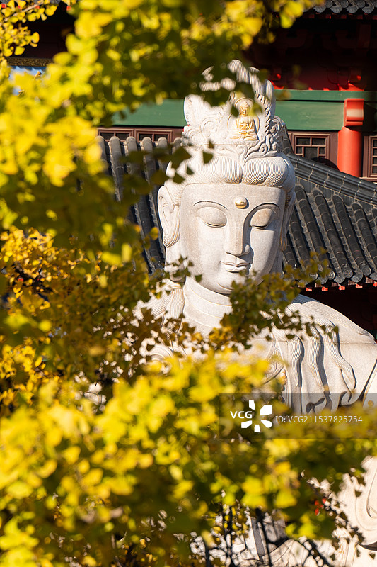 毗卢寺的银杏黄了图片素材