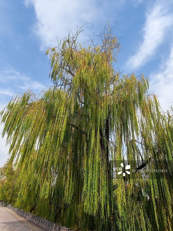 河边的垂柳图片素材