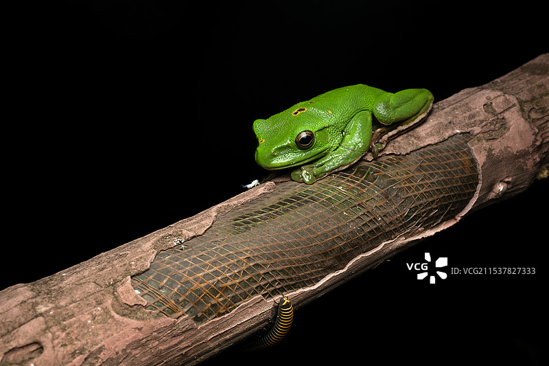 四两拔千金图片素材