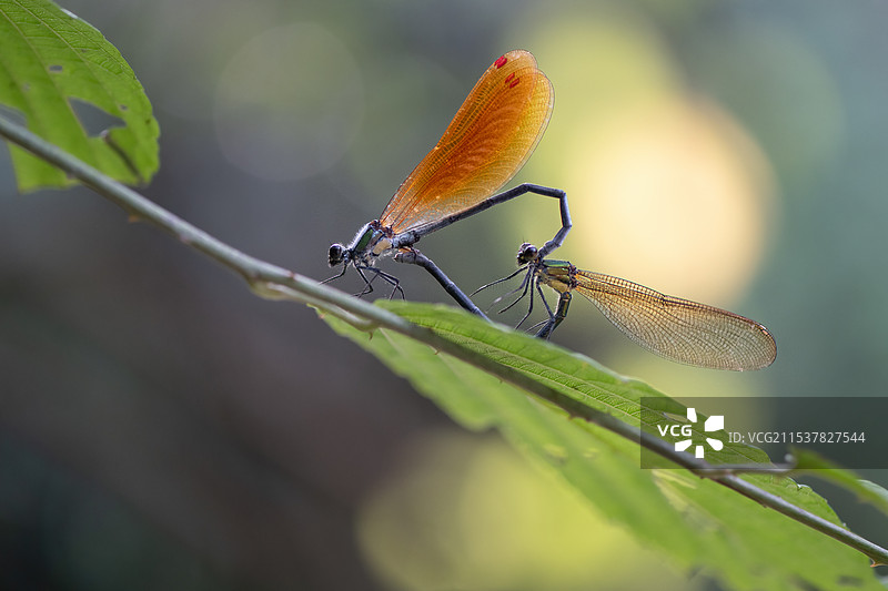夏日恋歌图片素材