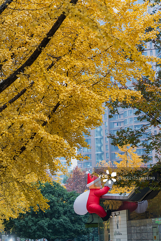 黄金城道银杏季图片素材