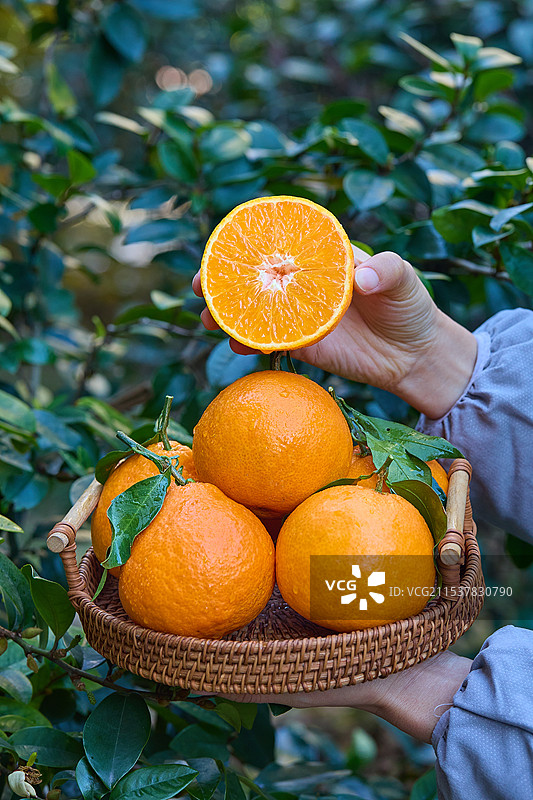 新鲜爱媛果冻橙 麻阳冰糖橙 果冻橙 柑橘 橙子 爱媛 爱媛38号 爱媛38号果冻橙 爱媛38号橙 爱图片素材