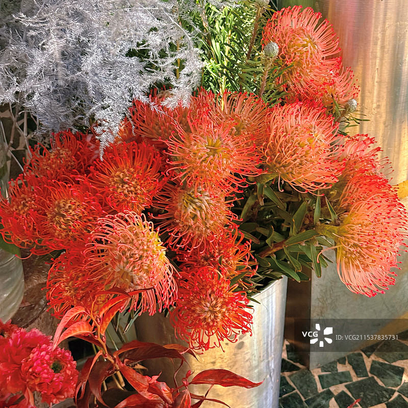 针垫花图片素材