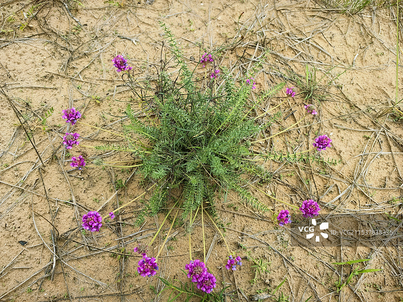 沙漠之花图片素材
