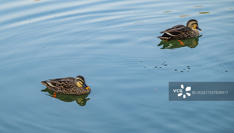 斑嘴鸭图片素材