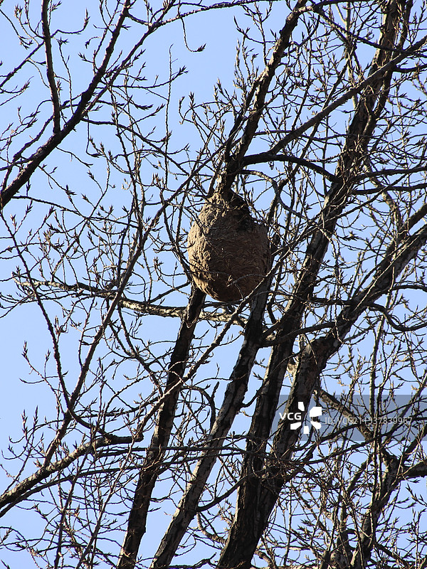 大树上的土蜂巢图片素材