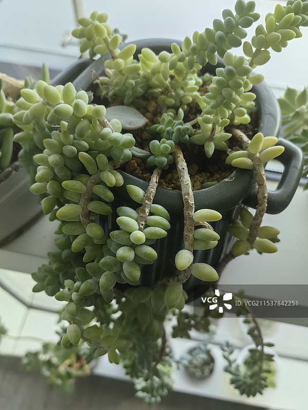 落地生根的多肉植物图片素材