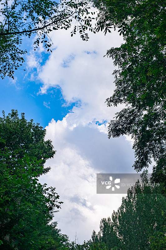中国野生植物拍摄主题，低视角仰拍蓝色的天空和树冠树叶，户外白昼无人图像摄影图片素材