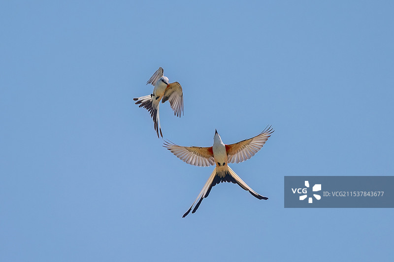 一对（两只）剪尾王霸鹟在蓝天中飞舞图片素材