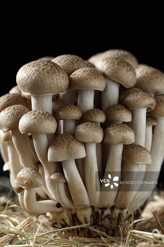 蟹味菇图片素材