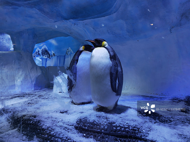 冰山和企鹅图片素材