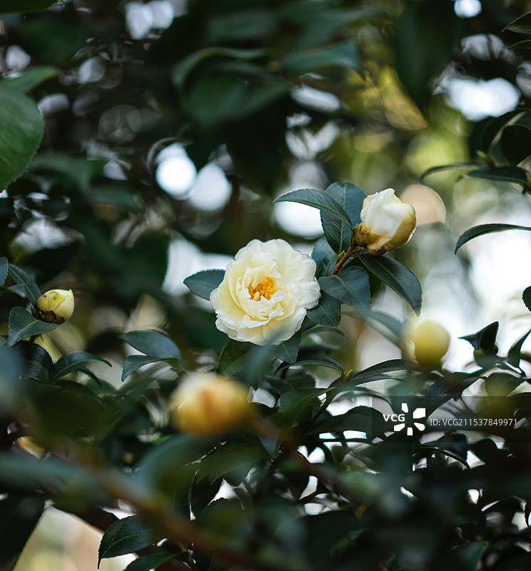 白芍药图片素材