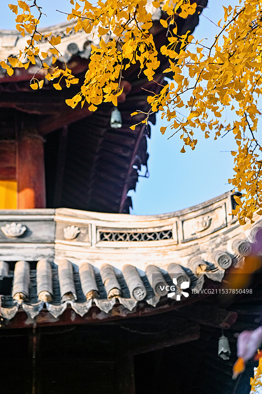 龙华寺银杏图片素材