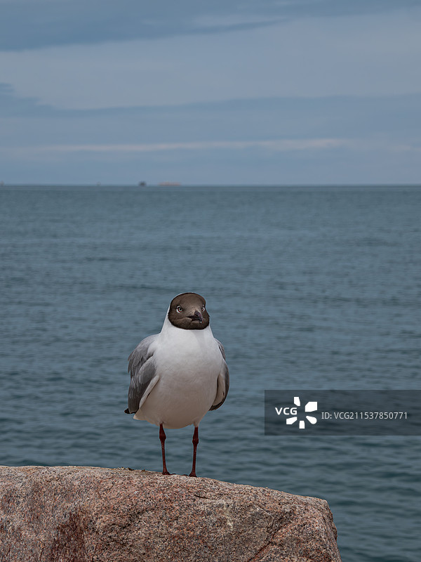 棕头鸥图片素材